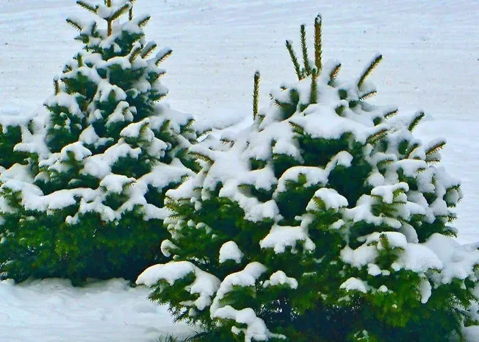 Bystrinka Guest house